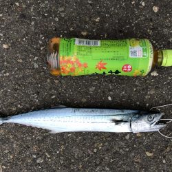 エギングの合間に